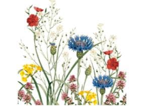 Servietten Airlaid 65 gm2, 40 x 40 cm, 1/4 Falz, "EDITH"